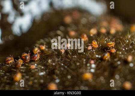 Sminthurides malmgreni globular springtail group on the edge of a garden pond Stock Photo