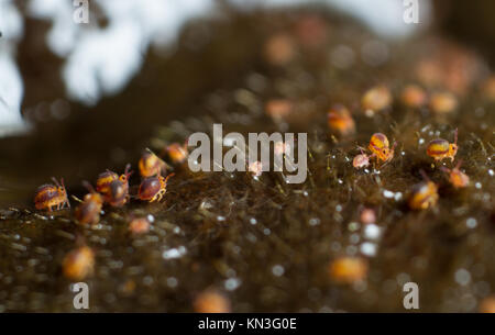 Sminthurides malmgreni globular springtailgroup on the edge of a garden pond Stock Photo