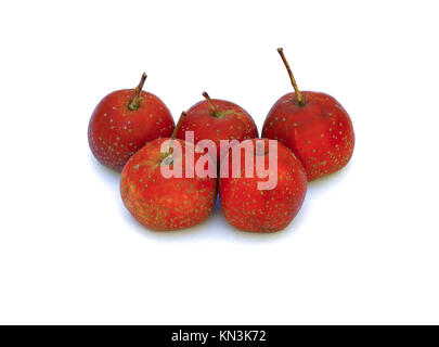 Chinese Red Hawthorn fruit isolated on white background Stock Photo