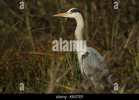 A Grey Heron (Ardea cinerea) hunting in the reeds for food. Stock Photo