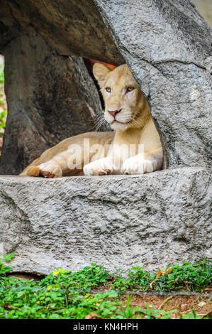 Female white lion lying on the rock in natural park Stock Photo