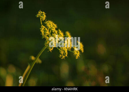yellow flowers wild grass in the summer evening, Russia Stock Photo