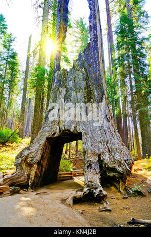 View of the dead tunnel tree in Tuolumne Grove, Yosemite National Park Stock Photo