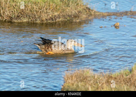 Northern Shoveler (Anas clypeata) female duck Stock Photo
