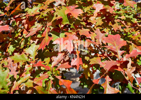 Quercus Rubra L, or Northern Red Oak, Eastern Red Oak leaves just turning during the Fall or Autumn season serving as good background. Stock Photo