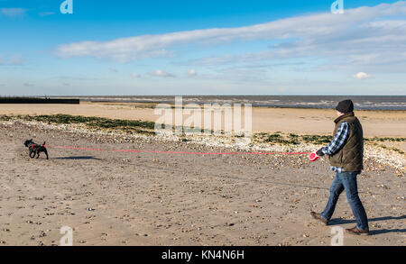 man walking on a beach in winter at low tide with a staffordshire bull terrier dog on a very long retractable extendable leash, or lead. Stock Photo