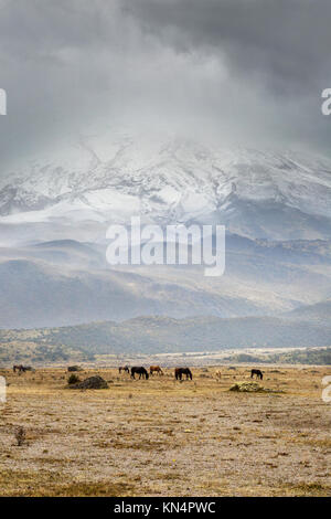 Ecuador landscapes; Wild horses grazing beneath a stormy Cotopaxi Volcano, Cotopaxi National Park, Ecuador South America Stock Photo