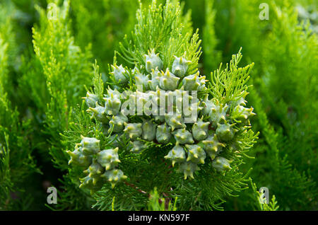 Thuja orientalis. Evergreen tree Stock Photo