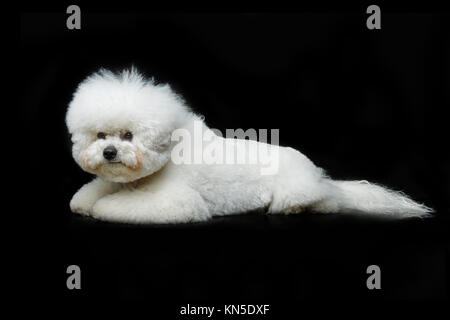 beautiful bichon frisee dog sitting over black background. copy space. Stock Photo