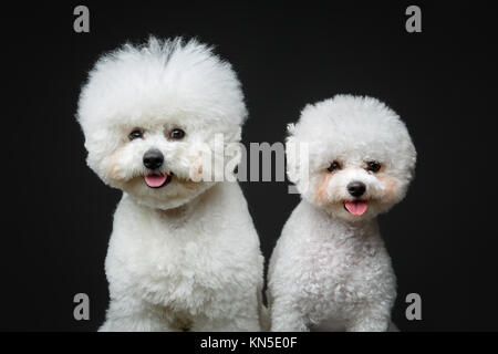 two beautiful bichon frisee dogs sitting over black background. copy space. Stock Photo