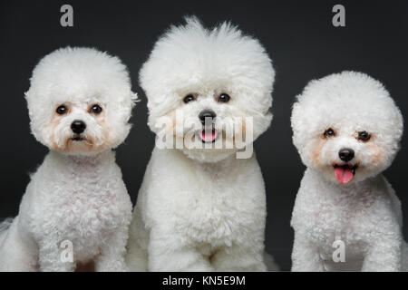 three beautiful bichon frisee dogs sitting over black background. copy space. Stock Photo