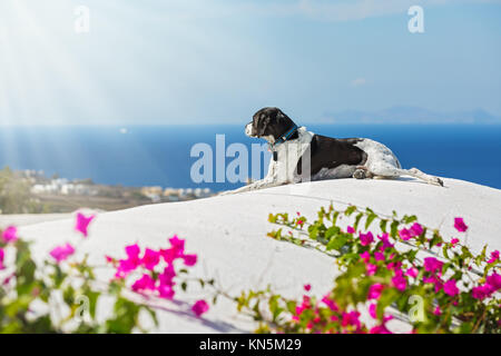 Dog on the roof of a building, Santorini, against a blue sea and a flowering Bush Stock Photo