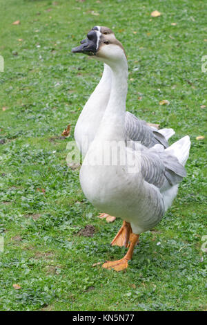 Chinese Goose, Anser cygnoides Stock Photo