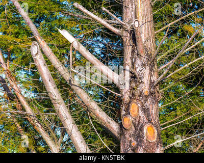 Branches cut from evergreen tree - France. Stock Photo