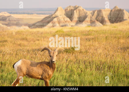 A Bighorn Sheep feeds on the abundant grass in the badlands of South Dakota Stock Photo