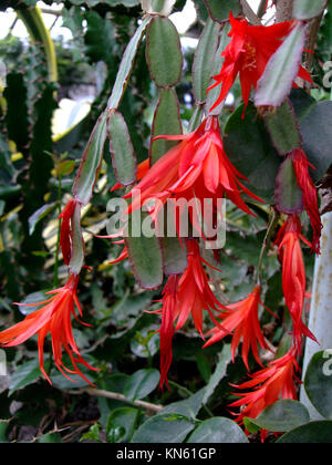 Zigokaktus blooms red flowers in the botanical garden Stock Photo