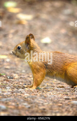 Red Squirrel on the gravel path in the Park. The animal begs and eats sunflower seeds Stock Photo