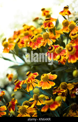 Helenium large group of flowers. Bright orange colors. Gardening Stock Photo