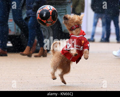 Dog liverpool shirt sale