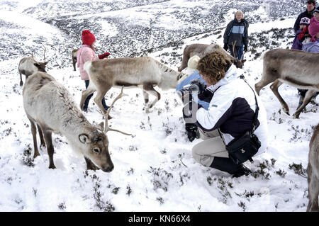 The Cairngorm Reindeer herd are Britain's only herd of reindeer, found roaming free in the Cairngorm Mountains, close to the ski resort of Aviemore in Stock Photo