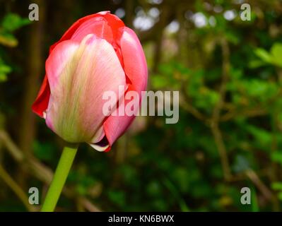 Single pink tulip (tulipa) flower head Stock Photo