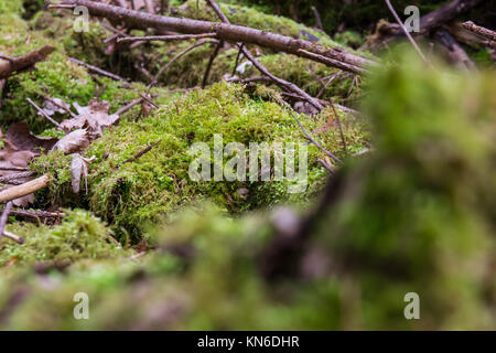 Moss on Logs Forest Wilderness Outdoors Leaves Stock Photo