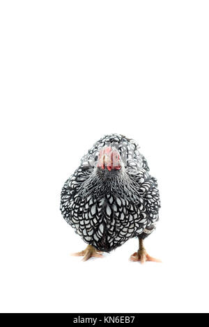Wyandotte bantam Chicken silver laced isolated in white background Stock Photo
