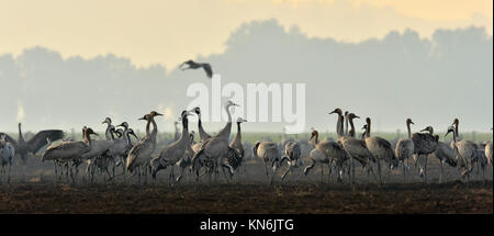 Cranes  in a field foraging.   Common Crane, Grus grus, big bird in the natural habitat. Feeding of the cranes at sunrise in the national Park Agamon  Stock Photo
