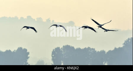 Birds in flight. A silhouettes of cranes in flight. Flock of cranes flies at sunrise. Foggy morning, Sunrise sky  background. Common Crane, Grus grus  Stock Photo