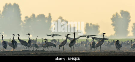 Cranes  in a field foraging.   Common Crane, Grus grus, big bird in the natural habitat. Feeding of the cranes at sunrise in the national Park Agamon  Stock Photo
