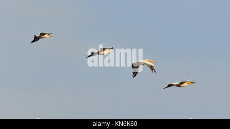 Great white pelicans, Pelecanus onocrotalus, eastern white pelican, rosy pelican or white pelican. Large water birds with long beaks and a large throa Stock Photo