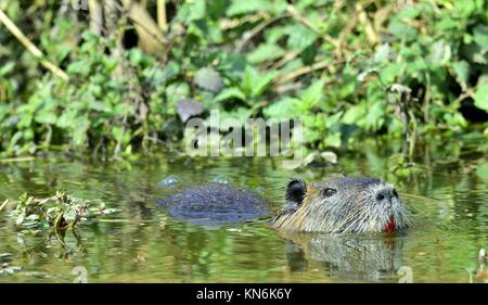 Swimming nutria. The coypu (Myocastor coypus), also known as the nutria. Stock Photo