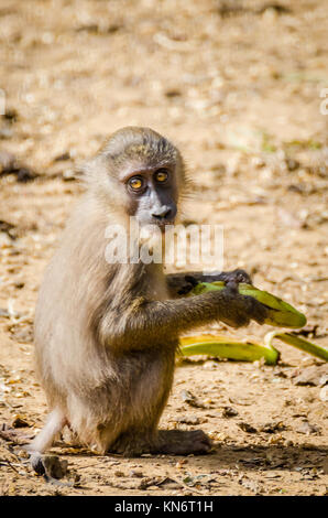 Young drill monkey feeding on banana in rain forest of Nigeria Stock Photo