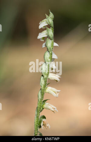 Close-up of an autumn ladies tresses flower (Spiranthes spiralis) Stock Photo