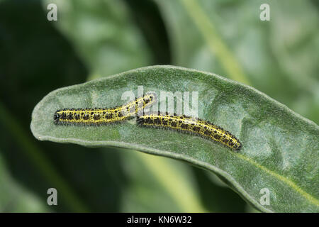 Two caterpillars of the large white butterfly (Pieris brassicae) on a green leaf. These are considered a garden pest as they eat cabbages, etc. Stock Photo