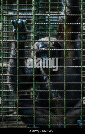 Portrait of sad looking captured chimp or chimpanzee in metal cage Stock Photo