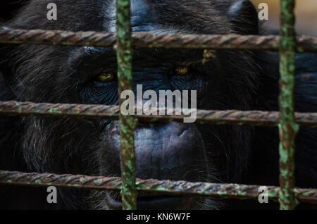Portrait of sad looking captured chimp or chimpanzee in metal cage Stock Photo