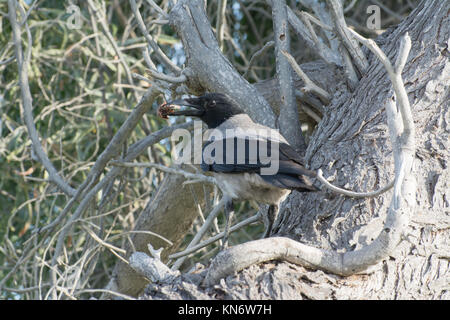 Hooded crow (Corvus cornix) perched in a tree with food in its beak Stock Photo