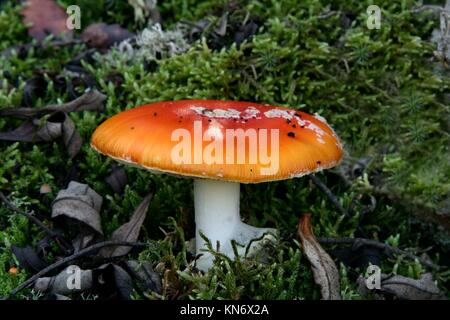 Young red agaric mushroom or amanita muscaria sprouting under the forest lichen and moss, Extremadura, Spain.