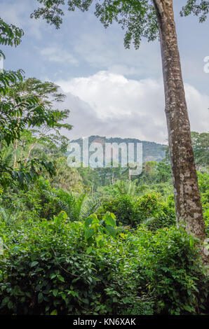 Landscape with lush green rain forest with tall old tree and green hill in background, Nigeria Stock Photo