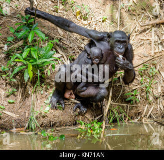 Mother and Cub of Bonobo close to the water. The Bonobo ( Pan paniscus), called the pygmy chimpanzee. Democratic Republic of Congo. Africa Stock Photo