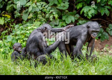 Bonobos in natural habitat on Green natural background. The Bonobo ( Pan paniscus), called the pygmy chimpanzee. Democratic Republic of Congo. Africa Stock Photo