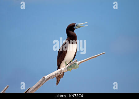 Brown booby perched on driftwood in breeding colony alongside Common noddy on sand cay off the coast of Queensland Australia Stock Photo