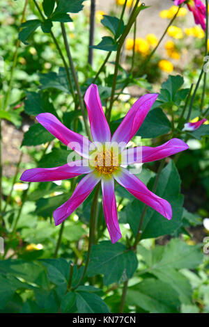 Flowering Dahlia 'Honka Rose'  in a garden border Stock Photo