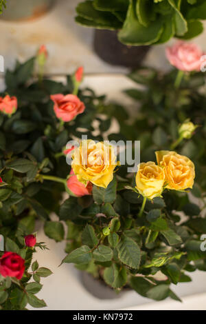 Small yellow and pink roses. Vertical composition. Shot with shallow depth of field. Stock Photo