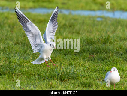 Black headed gull (Chroicocephalus ridibundus) flying over a field and coming in to land in Winter in southern UK. Stock Photo