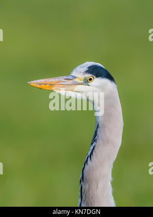 Head and neck of an adult Grey Heron (Ardea cinerea) in Winter in West Sussex, England, UK. Grey Heron copy space portrait. Stock Photo