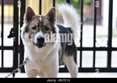 Thai Bangkaew Dog Stock Photo