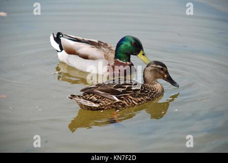 A pair of Mallard ducks (male above) swimming on a lake at Bedgebury Pinetum in Kent, England. Stock Photo