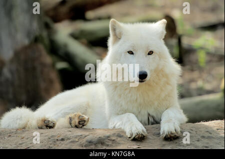 Wild white wolf in the woods Stock Photo